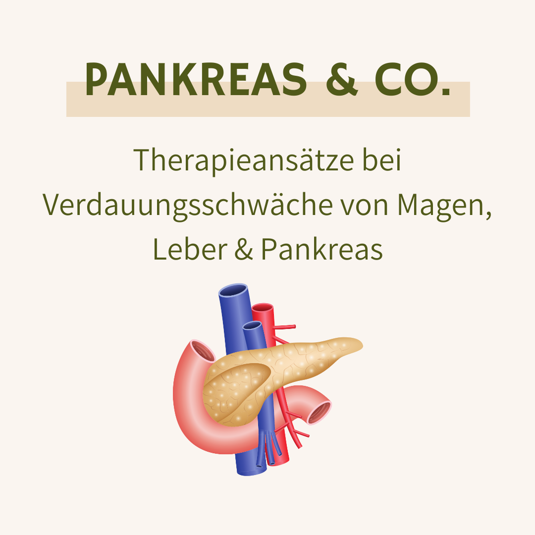 Pankreas & Co. – Verdauungsschwäche von Magen, Leber & Pankreas